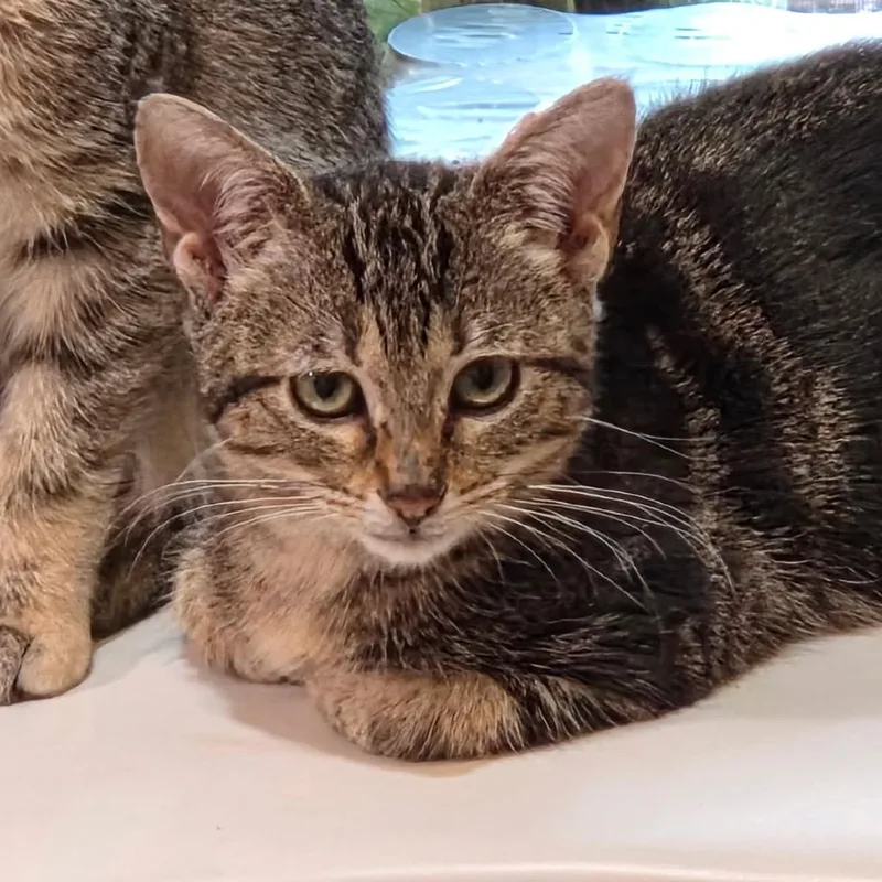 A baby small-sized female Brown / Chocolate Domestic Short Hair cat named CrissCross for adoption in HERNANDO, MS