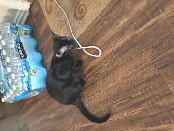 Little Mo thumbnail 2