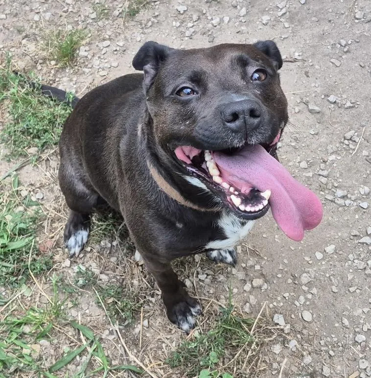 An adult medium-sized female Black American Bully dog named Zoey for adoption in Kalkaska, MI