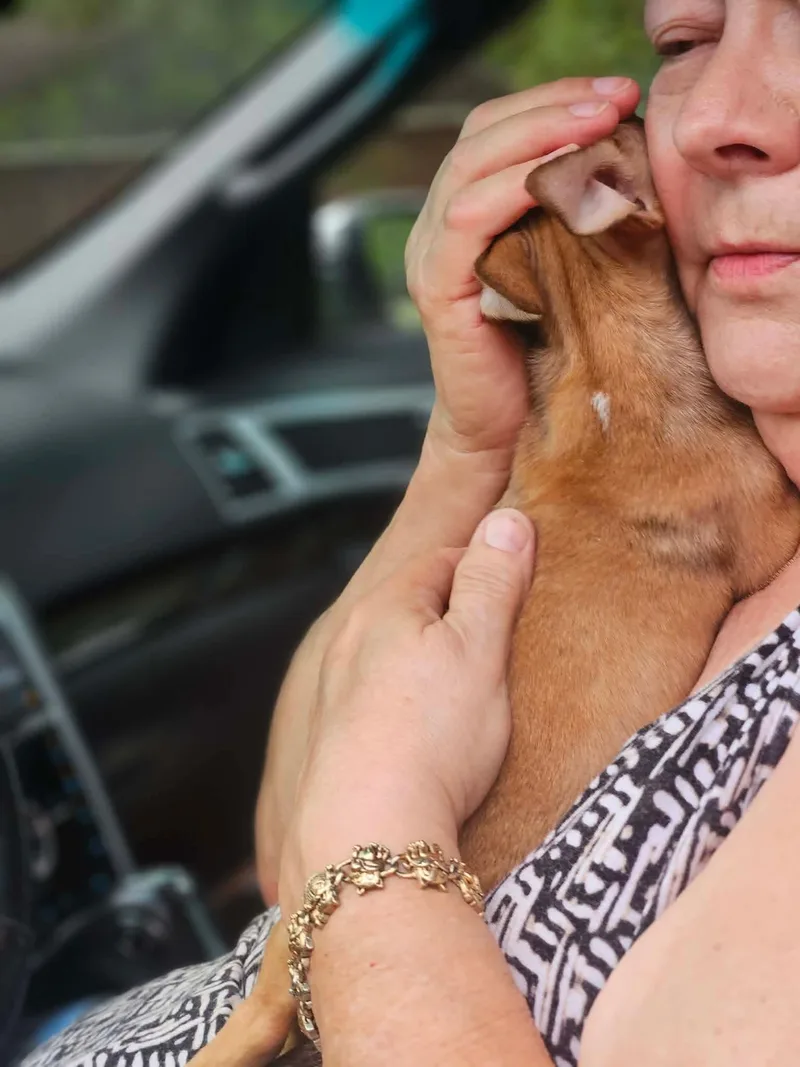 A baby small-sized male Chihuahua dog named Sage Prairie for adoption in Wakefield, RI