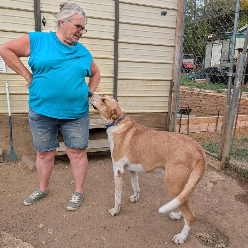 A young extra large-sized female Great Pyrenees dog named Maggie for adoption in Tishomingo, OK