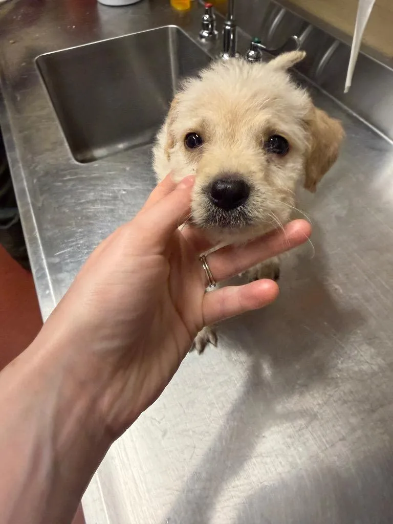 A baby small-sized female Mixed Breed dog named Roxanne for adoption in Douglasville, GA