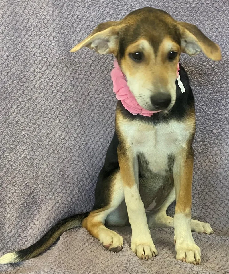 A baby medium-sized female Tricolor (Brown, Black, & White) Treeing Walker Coonhound dog named Honey for adoption in Lodi, CA
