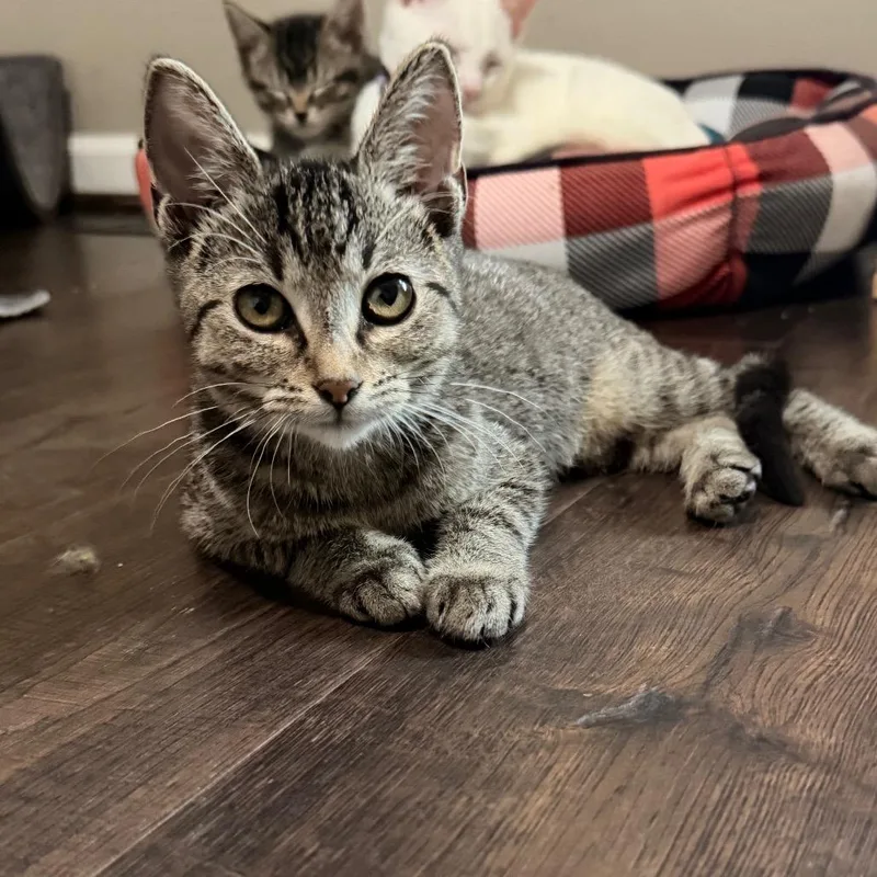 A baby small-sized female Domestic Short Hair cat named Cecily for adoption in Chaska, MN