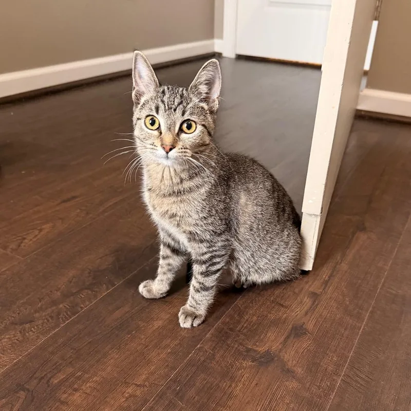 Cecily thumbnail 2