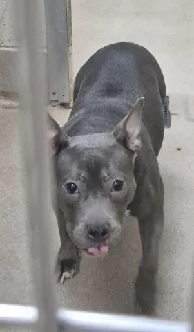 An adult medium-sized female Pit Bull Terrier dog named Arugula for adoption in Decatur, IL
