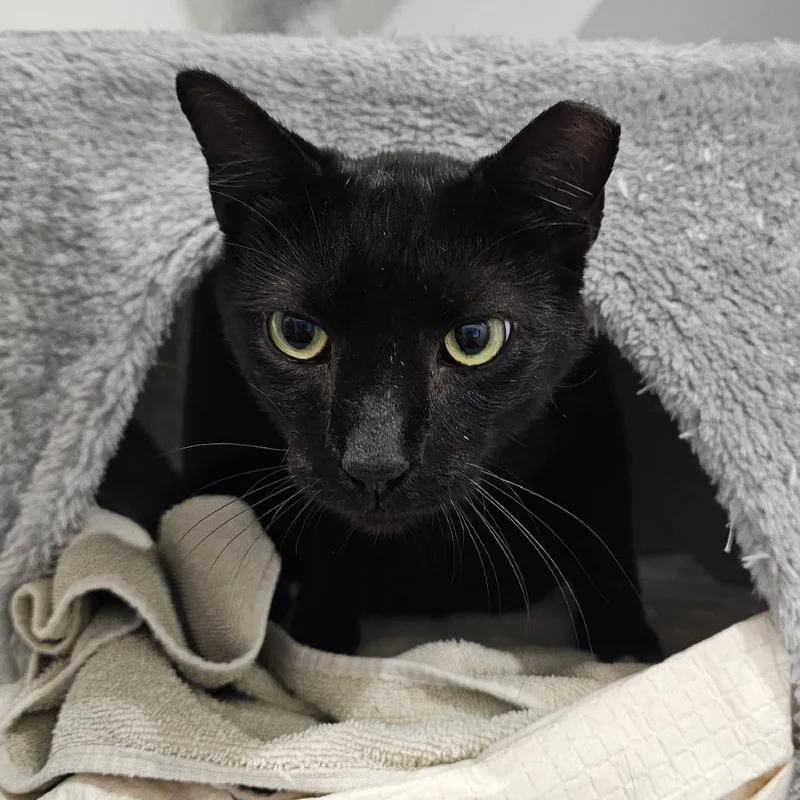An adult large-sized male Black Domestic Short Hair cat named Pettzee for adoption in Boston, MA