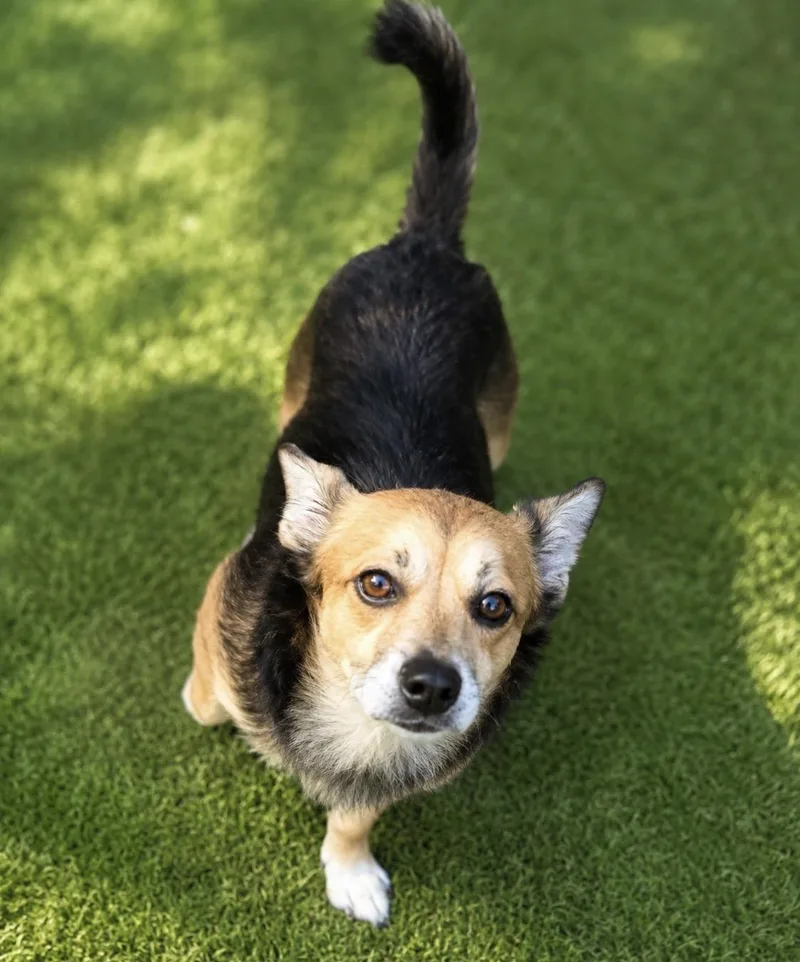 A young small-sized male Mixed Breed dog named Alfie  sweet and for adoption in Houston, TX