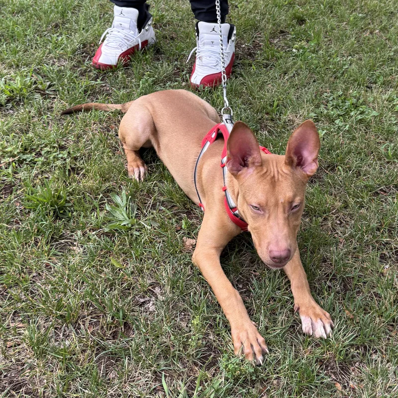 A baby medium-sized male Apricot / Beige American Staffordshire Terrier dog named Meet LUCKY for adoption in Clifton, NJ