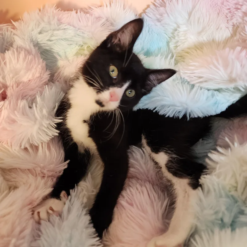 A young small-sized female Black & White / Tuxedo Domestic Short Hair cat named Frogg for adoption in Lacey, WA