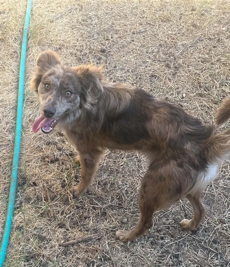 A young small-sized male Merle (Red) Australian Shepherd dog named Dandy for adoption in Oklahoma City, OK