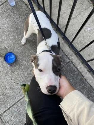 An adult medium-sized male Mixed Breed dog named Chewy for adoption in West Chester, PA