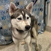A young medium-sized male Black Siberian Husky dog named Spotty for adoption in San Gabriel, CA