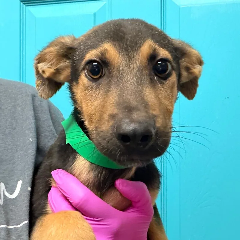 A baby medium-sized male Black German Shepherd Dog dog named Luigi for adoption in Columbus, GA