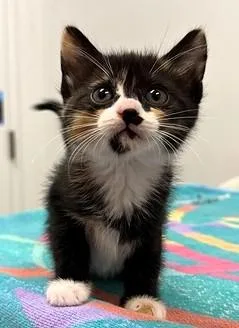 A baby small-sized female Black Domestic Short Hair cat named Pudding for adoption in Kansas City, MO