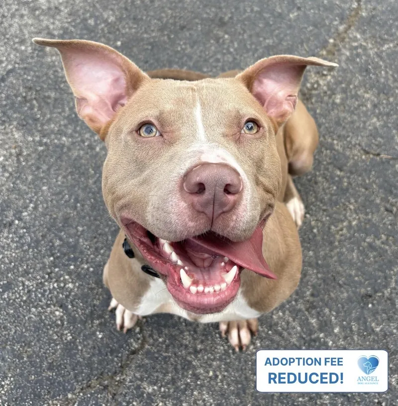 A young medium-sized male Bicolor Pit Bull Terrier dog named Acrobat for adoption in Naperville, IL