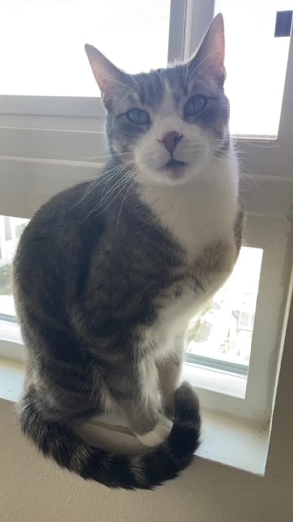 An adult medium-sized male Domestic Short Hair cat named Dobby for adoption in El Cajon, CA