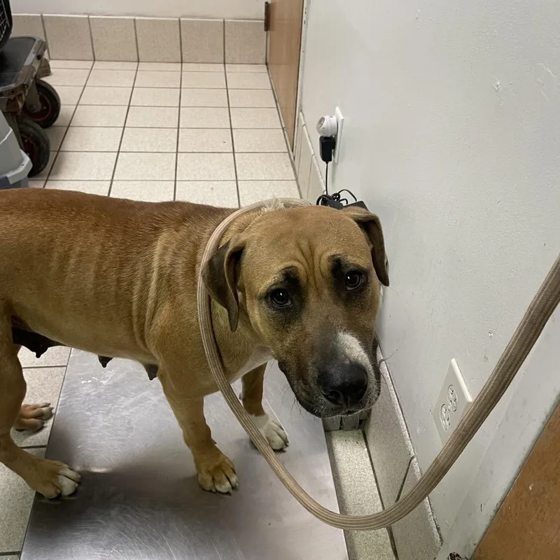 An adult medium-sized female Brown / Chocolate Mixed Breed dog named Bambi for adoption in Charleston, WV