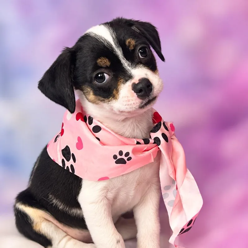 A baby small-sized female Black Chihuahua dog named Tempura for adoption in Boerne, TX