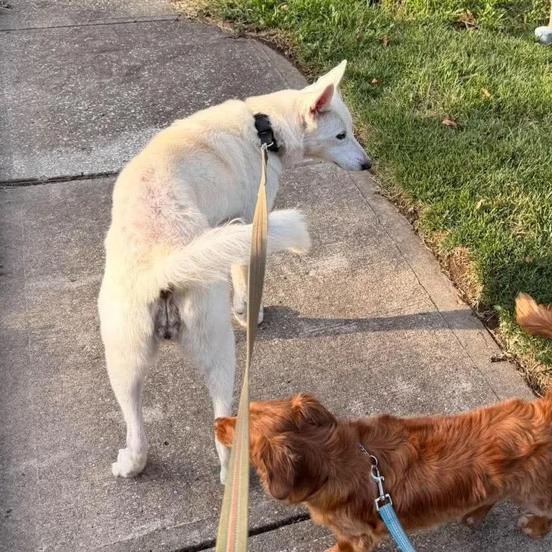 A senior medium-sized female German Shepherd Dog dog named Snow for adoption in Overland Park, KS