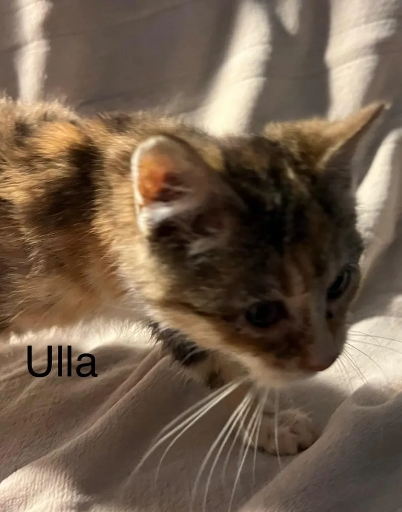 A baby medium-sized female Domestic Short Hair cat named Ulla for adoption in Cloquet, MN
