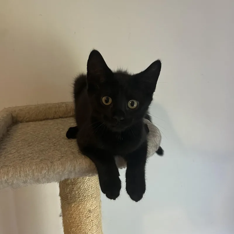 A baby medium-sized female Black Domestic Short Hair cat named Latte for adoption in Duluth, GA