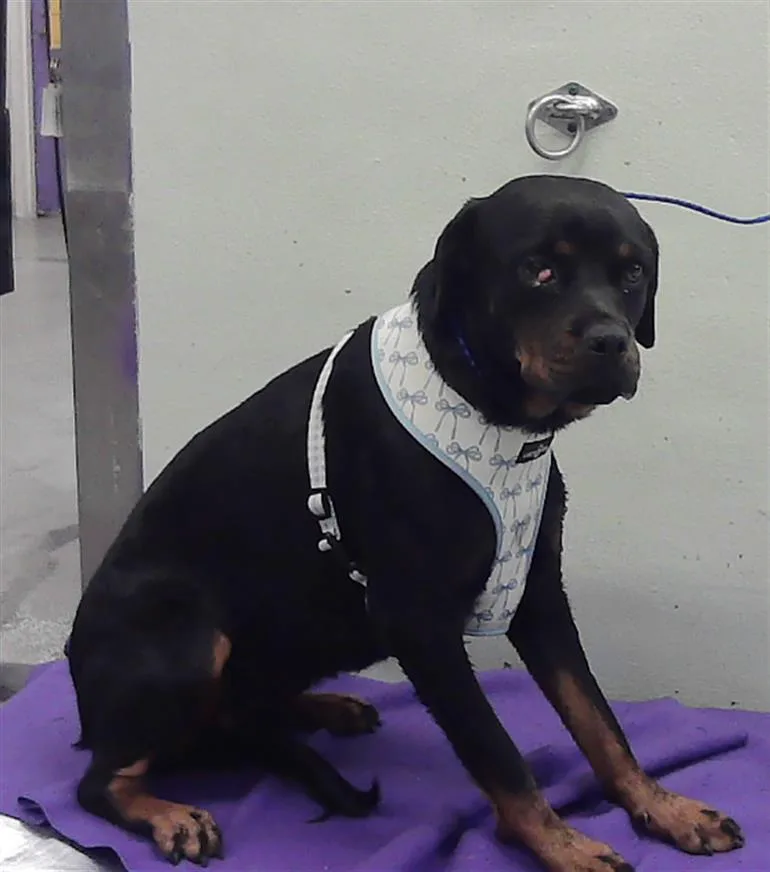 A young large-sized female Rottweiler dog named Cleo for adoption in Houston, TX