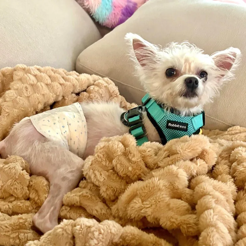 An adult small-sized male Mixed Breed dog named Gucci for adoption in Oakland, CA