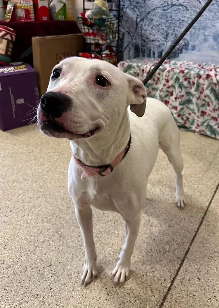 Ghost Sponsored By River thumbnail 2