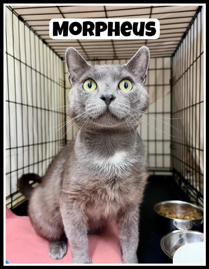 Morpheuswillow Grove thumbnail 2