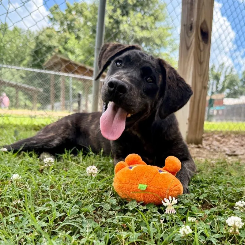 A young medium-sized female Black Plott Hound dog named Ego for adoption in Buffalo, MN