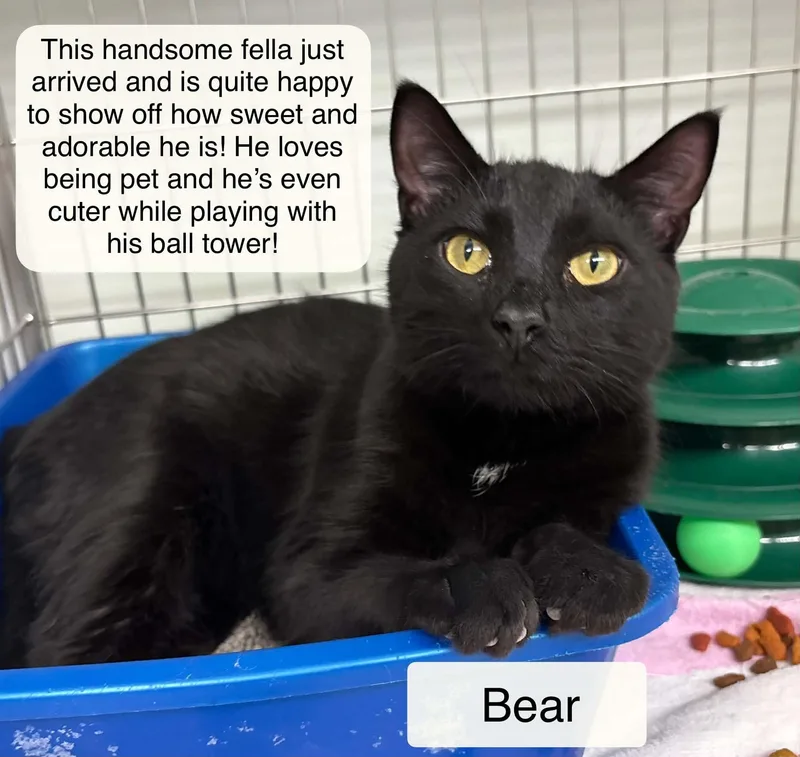 Bear At Luna Cat