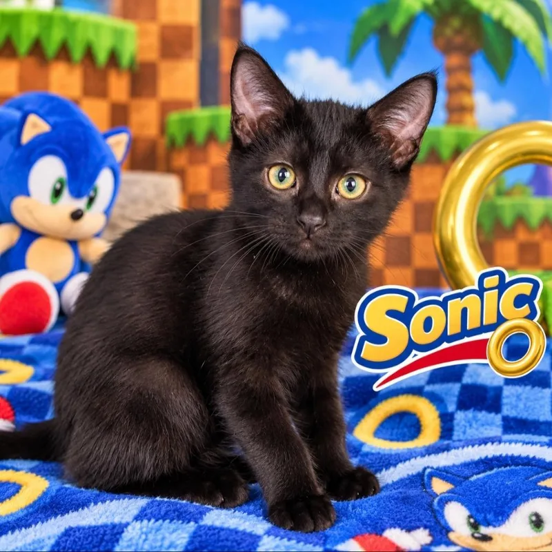 A baby small-sized male Black Domestic Short Hair cat named Sonic for adoption in Quincy, OH
