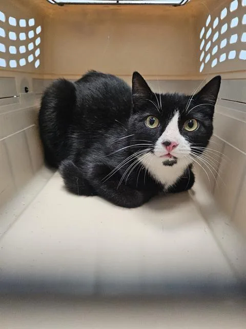A young small-sized male Domestic Short Hair cat named Tinker for adoption in Palmetto, FL