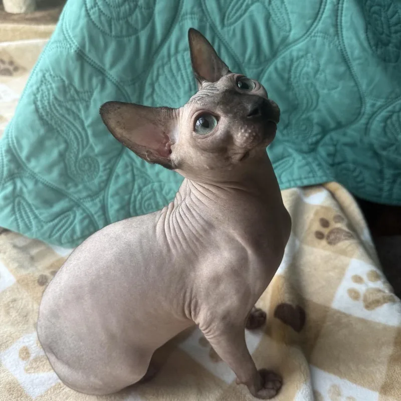 A young small-sized male Buff / Tan / Fawn Sphynx / Hairless Cat cat named Luca for adoption in Long Beach, CA