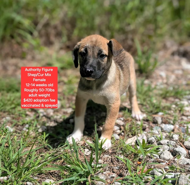 A baby large-sized female Shepherd dog named Authority Figure for adoption in Oviedo, FL