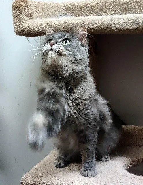 A senior large-sized female Gray / Blue / Silver Domestic Medium Hair cat named Baby for adoption in Fayetteville, GA