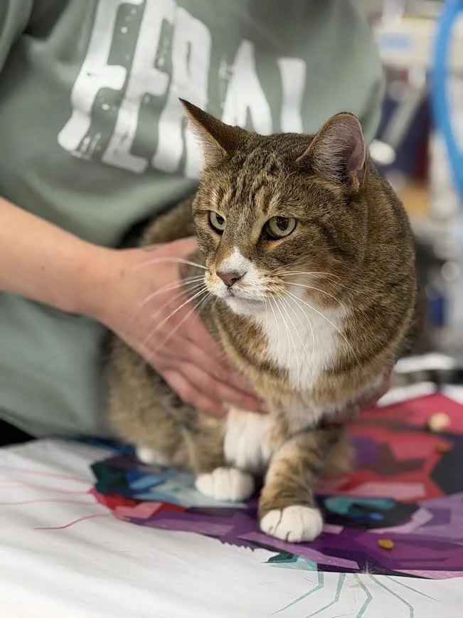 A senior medium-sized male Tabby (Brown / Chocolate) American Shorthair cat named Allen for adoption in Fertile, MN