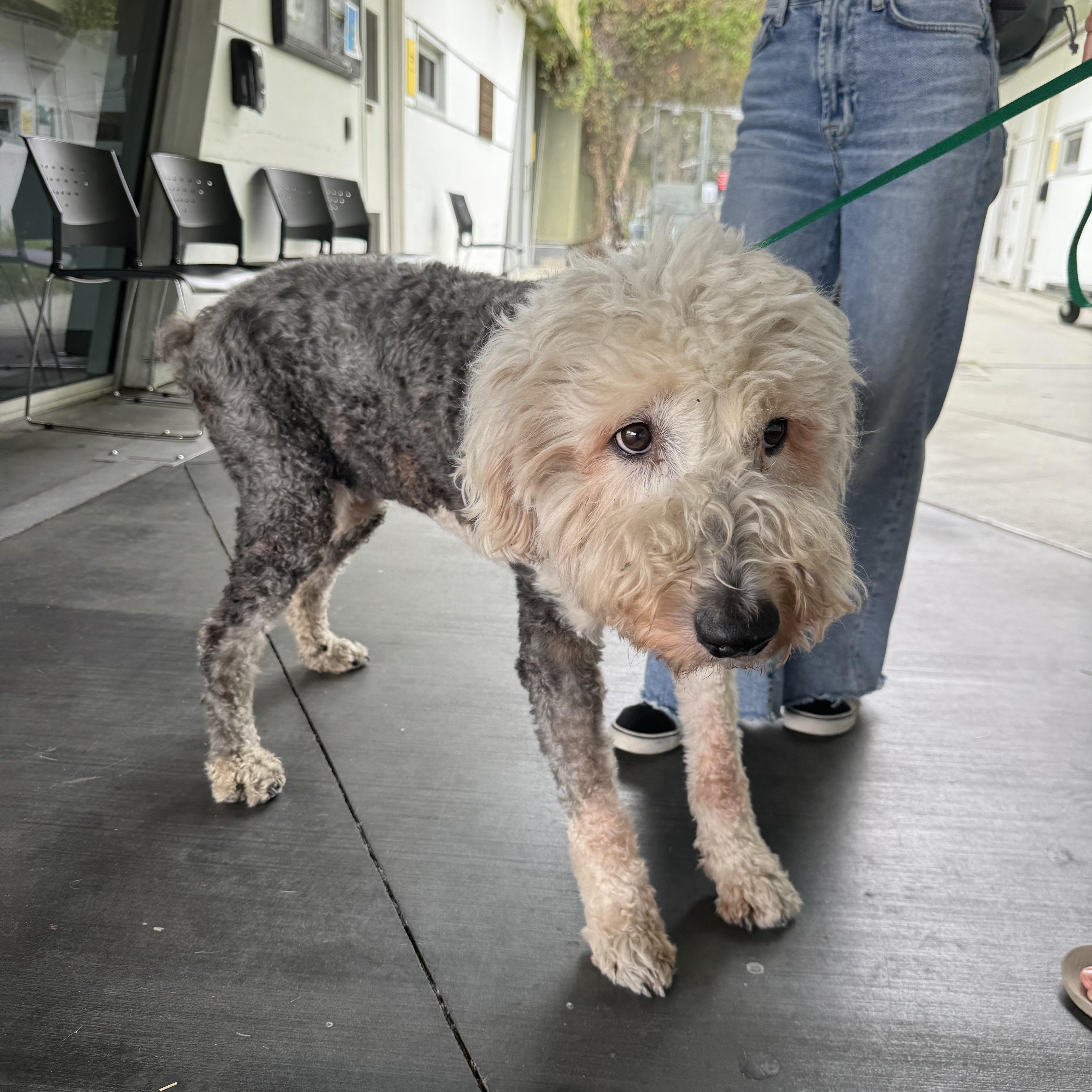 An adult medium-sized female Gray / Blue / Silver Belgian Shepherd / Sheepdog dog named Roxey for adoption in Los Angeles, CA