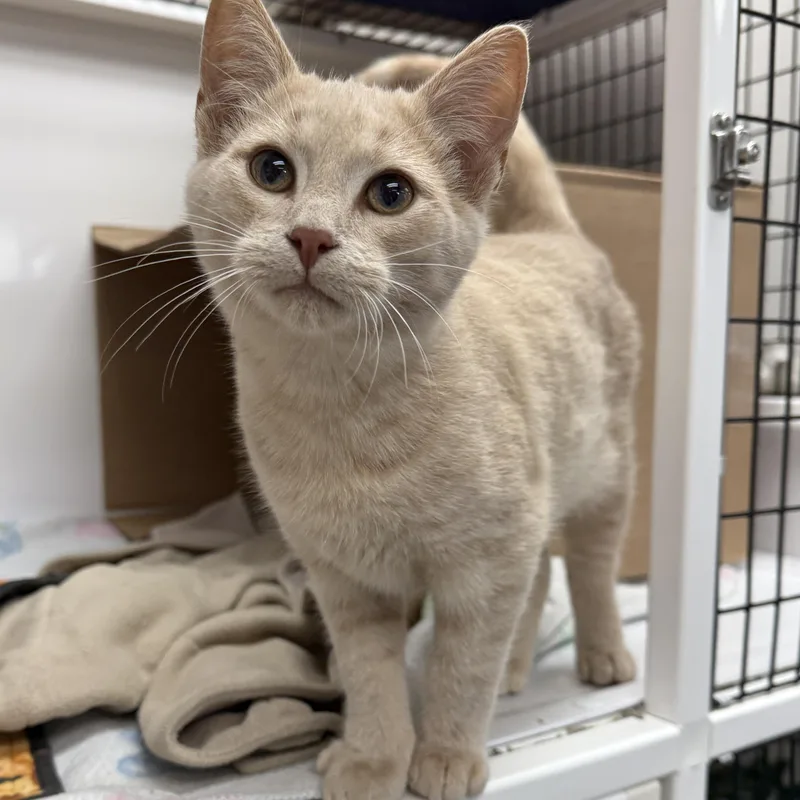 A baby medium-sized male Buff / Tan / Fawn Domestic Short Hair cat named Jack Skellington for adoption in Oconto, WI