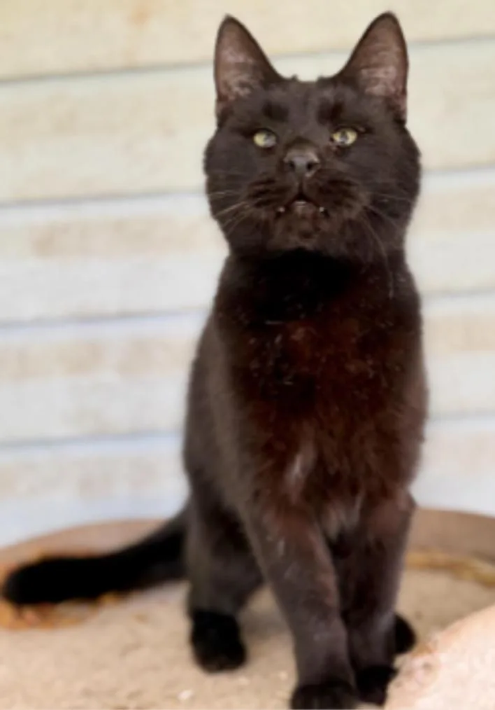 A senior large-sized male Black Domestic Short Hair cat named Coal for adoption in Johnson City, TN