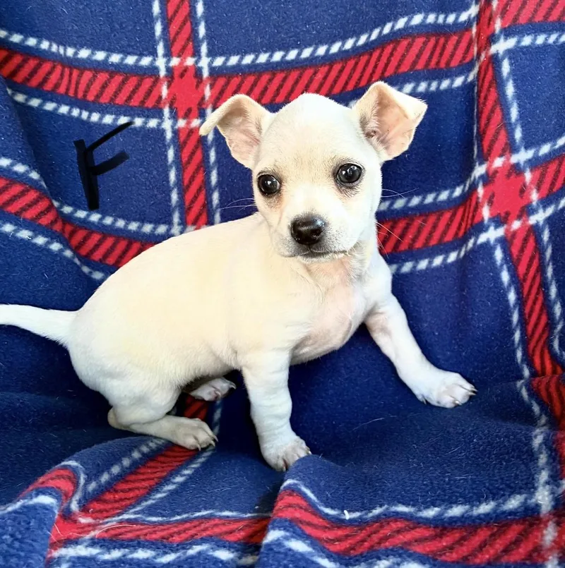 A baby small-sized female White / Cream Miniature Dachshund dog named Cutsie for adoption in Hamilton , NJ