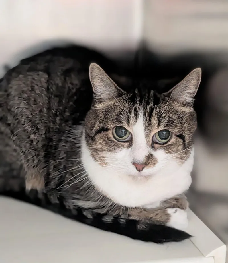 An adult medium-sized female Tabby (Gray / Blue / Silver) Domestic Medium Hair cat named Lilly for adoption in Flint, MI
