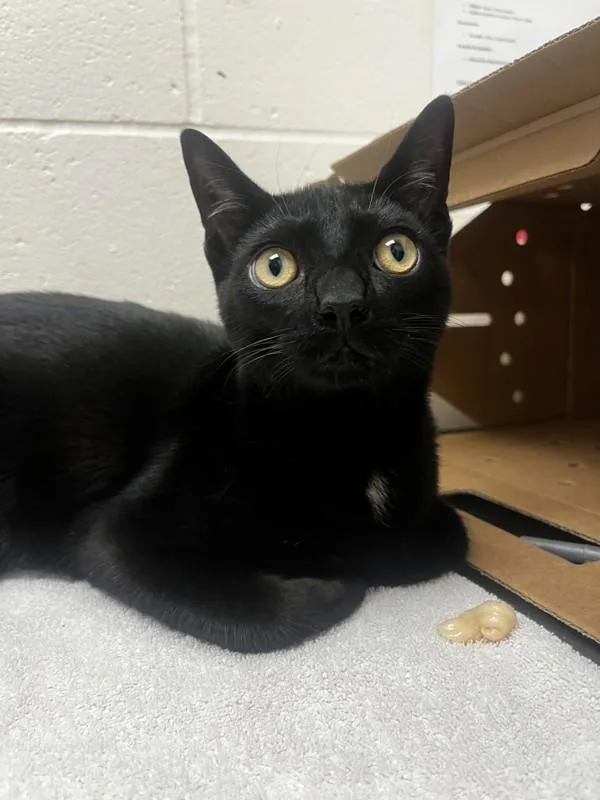 A young small-sized male Domestic Short Hair cat named Luigi for adoption in Santa Rosa, CA