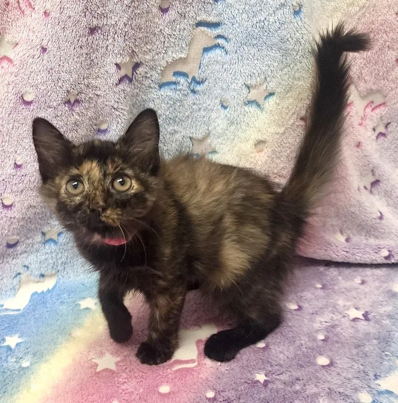 Pepper