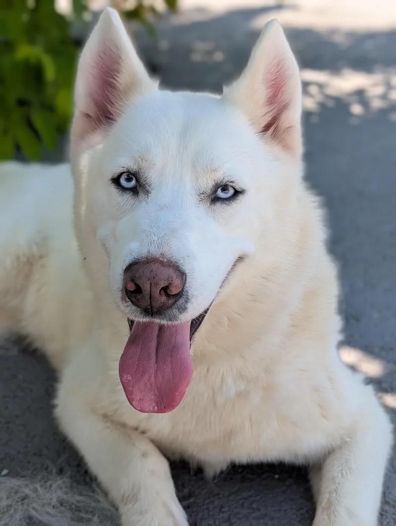 An adult medium-sized female White / Cream Siberian Husky dog named Masha for adoption in Plainfield, NJ