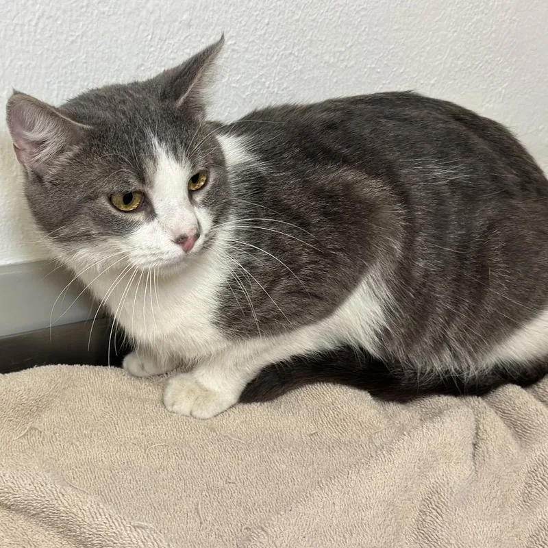 Sticky Bun thumbnail 2