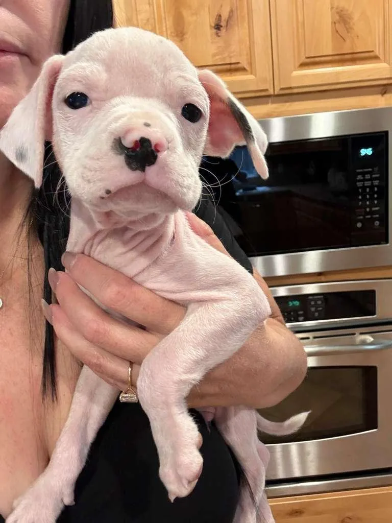 A baby small-sized male Old English Sheepdog dog named Rigatoni for adoption in Discovery Bay, CA