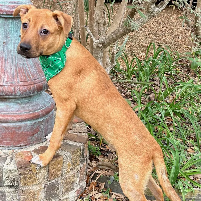 A young medium-sized male Tricolor (Brown, Black, & White) Labrador Retriever dog named Gabe  Sweet Boy! for adoption in Cypress, TX