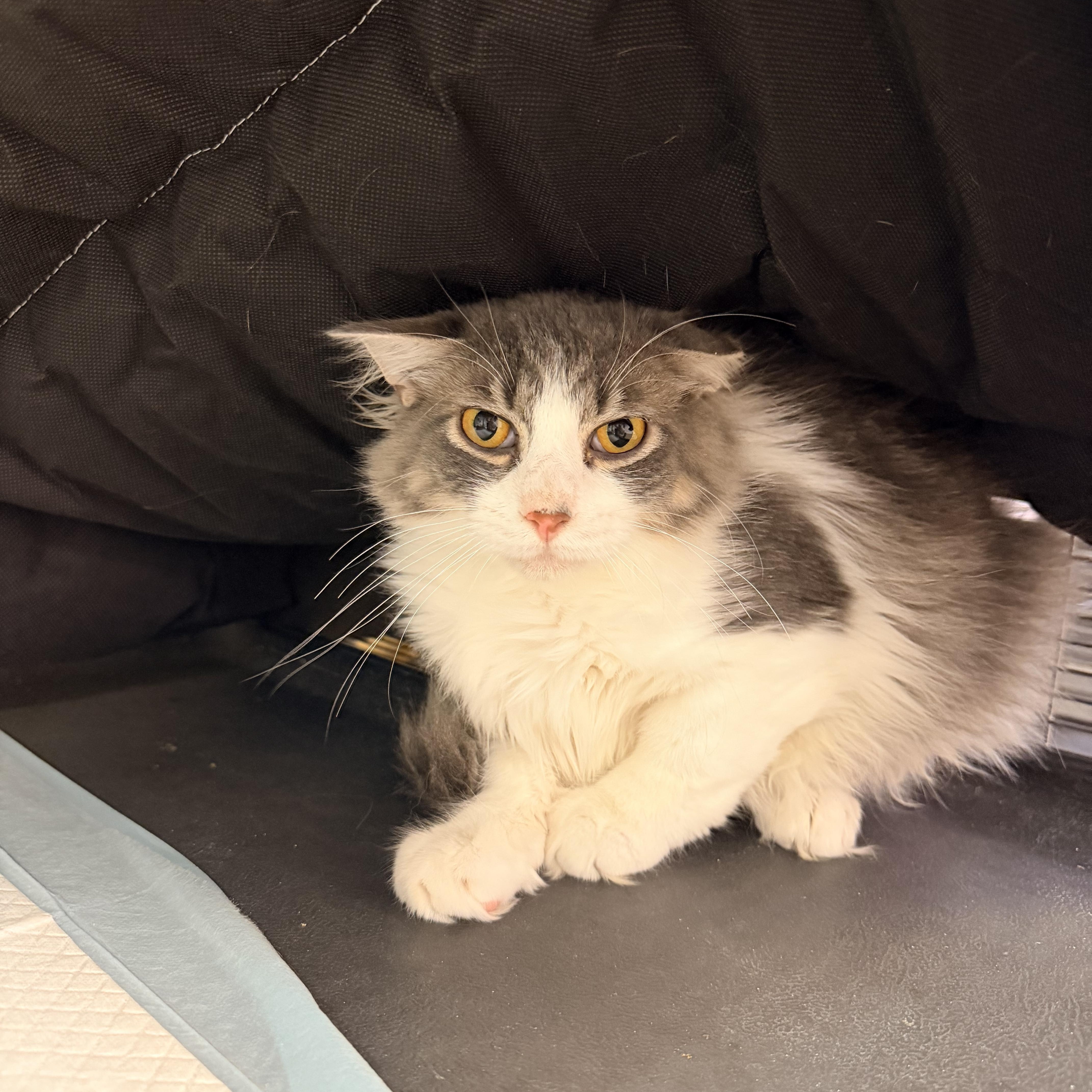 A young medium-sized female Tabby (Gray / Blue / Silver) Domestic Long Hair cat named Minnie for adoption in Bellmawr, NJ